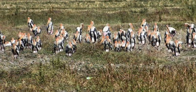 pelican at Nalsarovar Bird Sanctuary.