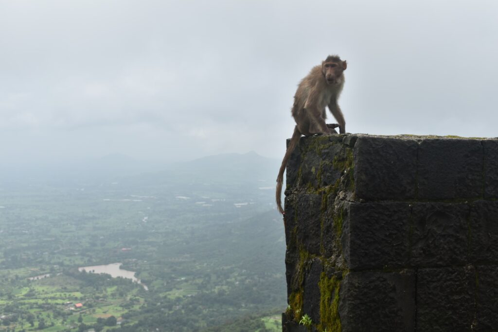 monkey at lohagad fort